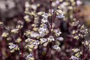 Penstemon digit. 'Onyx and Pearls' - 2 Ltr pot - image 5