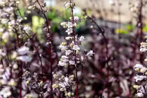 Penstemon digit. 'Onyx and Pearls'