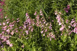 Penstemon 'Hidcote Pink'