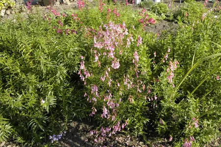 Penstemon 'Hidcote Pink' - P9 - image 2