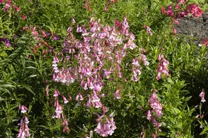 Penstemon 'Hidcote Pink' - P9 - image 3