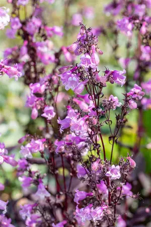 Penstemon 'Midnight Masquerade' - P9 - image 2