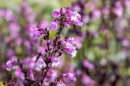 Penstemon 'Midnight Masquerade' - P11 - image 1