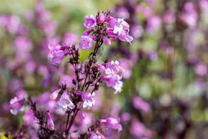 Penstemon 'Midnight Masquerade'