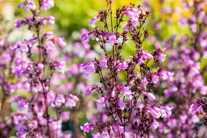Penstemon 'Midnight Masquerade' - P9 - image 3