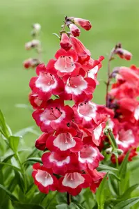 Penstemon 'Picotee Red'