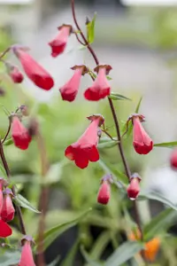 Penstemon 'Schoenholzeri'