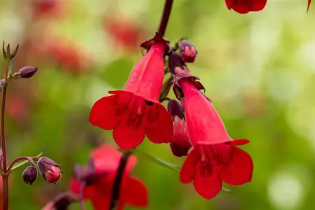 Penstemon 'Schoenholzeri' - P9 - image 2