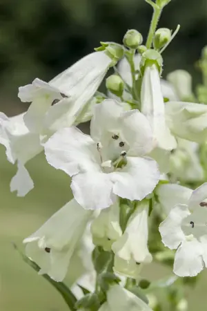 Penstemon 'White Bedder' - 2 Ltr pot - image 2