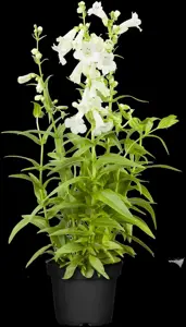 Penstemon 'White Bedder'