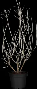 Perovskia atripl. 'Blue Haze' - 2 Ltr pot