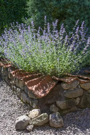 Perovskia atripl. 'Blue Spire' - PLUG/CELGROWN 100 CEL TRAY - image 1