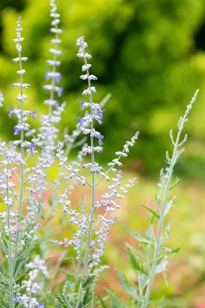 Perovskia atripl. 'Blue Spire' - PLUG/CELGROWN 100 CEL TRAY - image 4