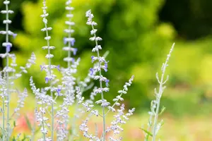 Perovskia atripl. 'Blue Spire' - PLUG/CELGROWN 100 CEL TRAY - image 5