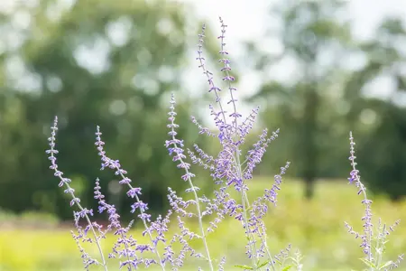 Perovskia atripl. 'Blue Spire' - 2 Ltr pot - image 2