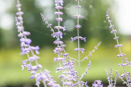 Perovskia atripl. 'Blue Spire' - 2 Ltr pot - image 3
