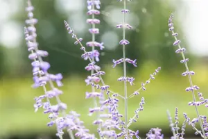 Perovskia atripl. 'Blue Spire' - 5 Ltr pot - image 3