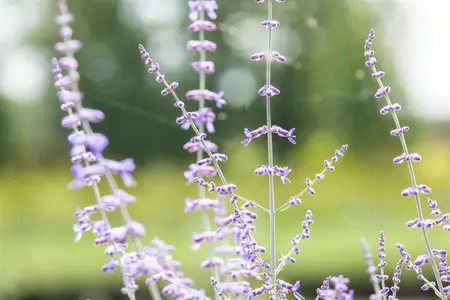 Perovskia atripl. 'Blue Spire' - 12 Ltr pot - image 3