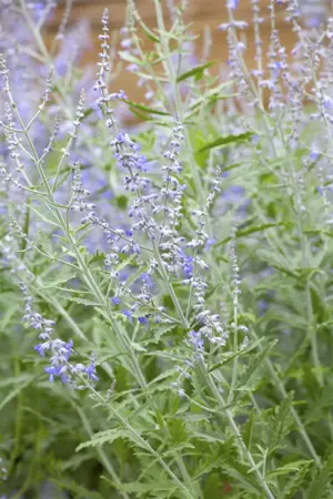 Perovskia atripl. 'Lacey Blue' - 2 Ltr pot - image 1