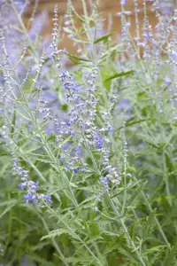 Perovskia atripl. 'Lacey Blue'