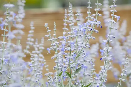 Perovskia atripl. 'Lacey Blue' - 2 Ltr pot - image 2