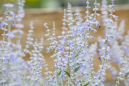 Perovskia atripl. 'Lacey Blue' - LINERS 18 CEL TRAY P9 SIZE - image 2