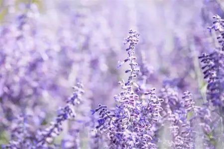 Perovskia atripl. 'Lacey Blue' - P9 - image 5