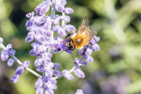 Perovskia atripl. 'Lacey Blue' - 20-25 CM P9 - image 4