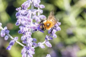 Perovskia atripl. 'Lacey Blue' - 20-25 CM P9 - image 4