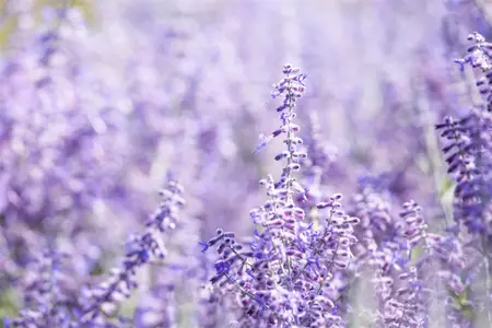 Perovskia atripl. 'Lacey Blue' - 20-25 CM P9 - image 5