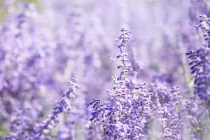 Perovskia atripl. 'Lacey Blue' - 20-25 CM P9 - image 5