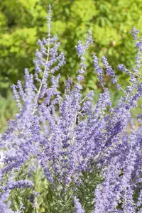 Perovskia atripl. 'Little Spire' - 1.5 Ltr pot - image 1