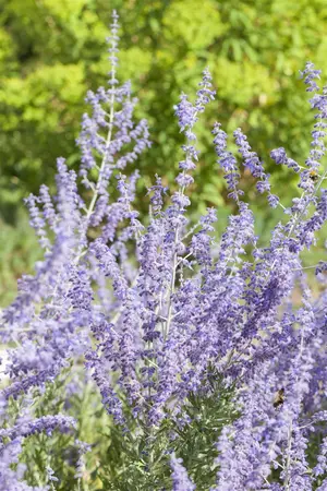 Perovskia atripl. 'Little Spire' - PLUG/CELGROWN 100 CEL TRAY - image 1