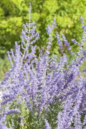 Perovskia atripl. 'Little Spire' - PLUG/CELGROWN 104 CEL TRAY - image 1