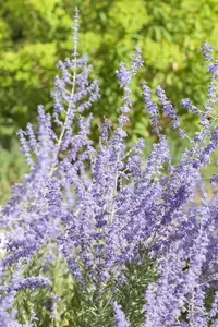 Perovskia atripl. 'Little Spire'