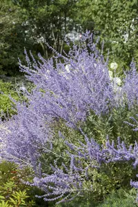 Perovskia atripl. 'Little Spire' - PLUG/CELGROWN 104 CEL TRAY - image 2