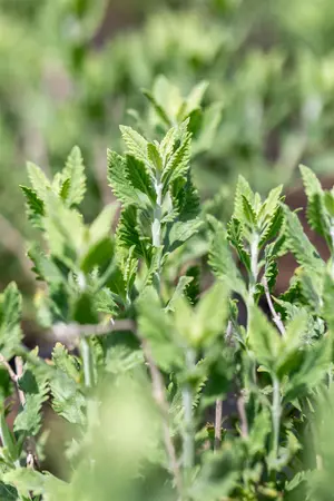 Perovskia atripl. 'Prime Time'? - 20-25 CM P9 - image 1