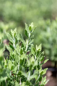 Perovskia atripl. 'Prime Time'? - 20-25 CM P9 - image 2