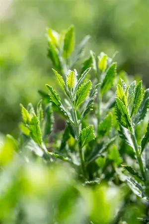 Perovskia atripl. 'Prime Time'? - 20-25 CM P9 - image 5