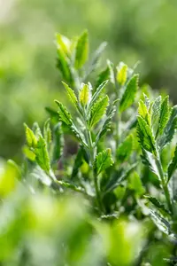 Perovskia atripl. 'Prime Time'? - 20-25 CM P9 - image 5