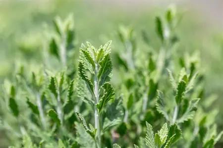 Perovskia atripl. 'Prime Time'? - 20-25 CM P9 - image 3