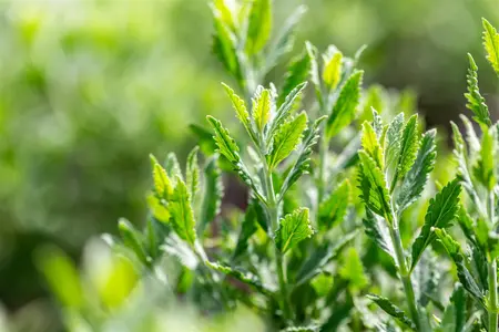 Perovskia atripl. 'Prime Time'? - 20-25 CM P9 - image 4