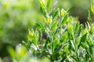 Perovskia atripl. 'Prime Time'? - 20-25 CM P9 - image 4