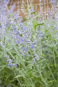 PEROVSKIA LACEY BLUE