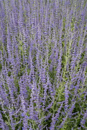 PEROVSKIA SILVERY BLUE 4.5L