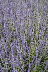 PEROVSKIA SILVERY BLUE