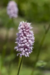 Persicaria amphibia