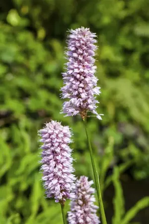 Persicaria amphibia - P9 - image 4