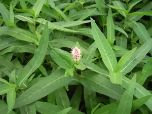 Persicaria amphibia - P9 - image 2