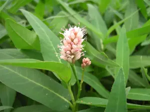 Persicaria amphibia - P9 - image 3